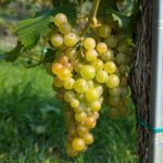 Keltertraube 'Blütenmuskateller'