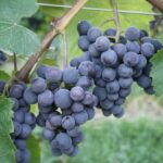 Weinrebe 'Concord' "Uhudler"