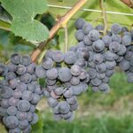 Weinrebe 'Isabella blau' "Uhudler"