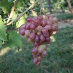 Weinrebe 'Katharina'