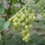 Kernlose Weinrebe 'Lakemont'