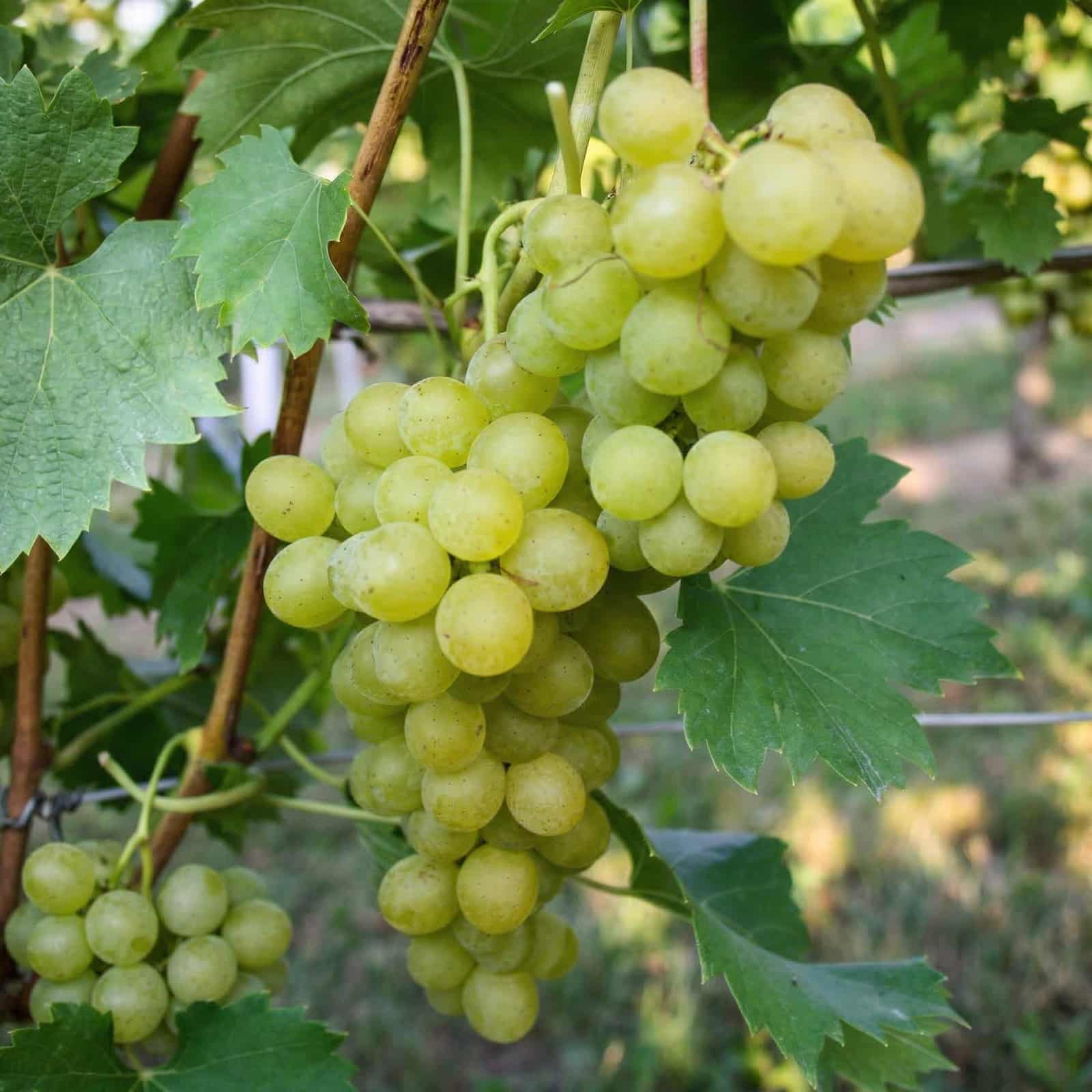 weinrebe-palatina Weinrebe 'Palatina' – Bild 1