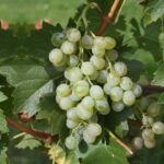Weinrebe 'Pölöskey Muskataly'