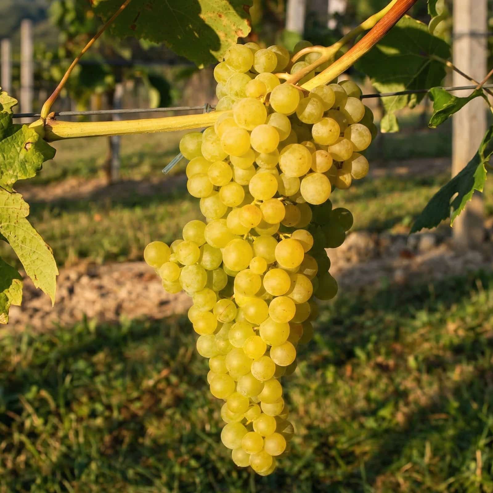 weinrebe-romulus-kernlos Kernlose Weinrebe 'Romulus' – Bild 1