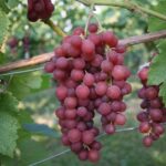 Kernlose Weinrebe 'Vanessa'