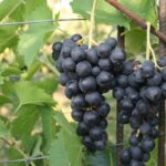 Kernlose Weinrebe 'Venus'