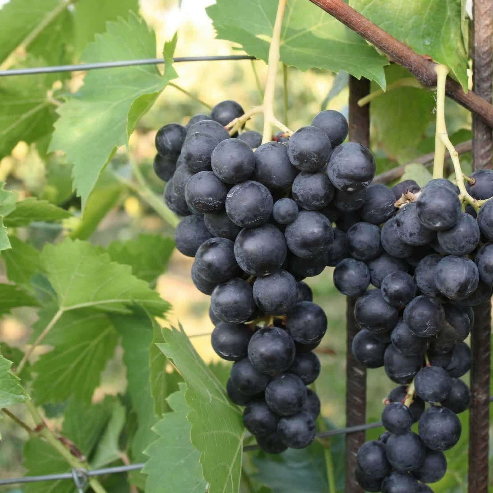 weinrebe-venus-kernlos Kernlose Weinrebe 'Venus' – Bild 1