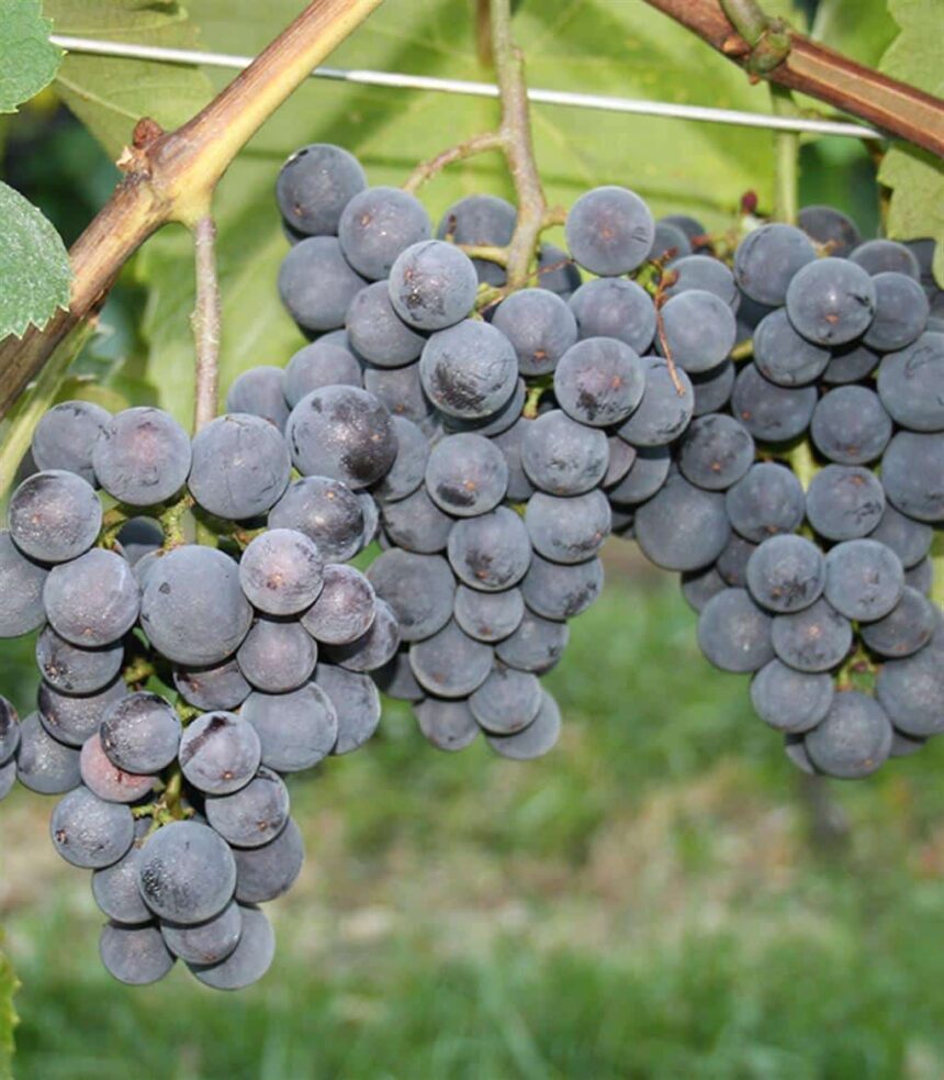 Weinreben kaufen Weintrauben pflanzen/Uhudler