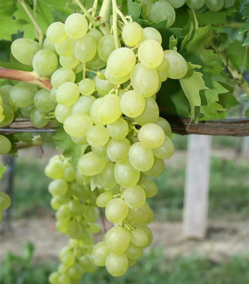 Weinreben kaufen Weintrauben pflanzen/Uhudler