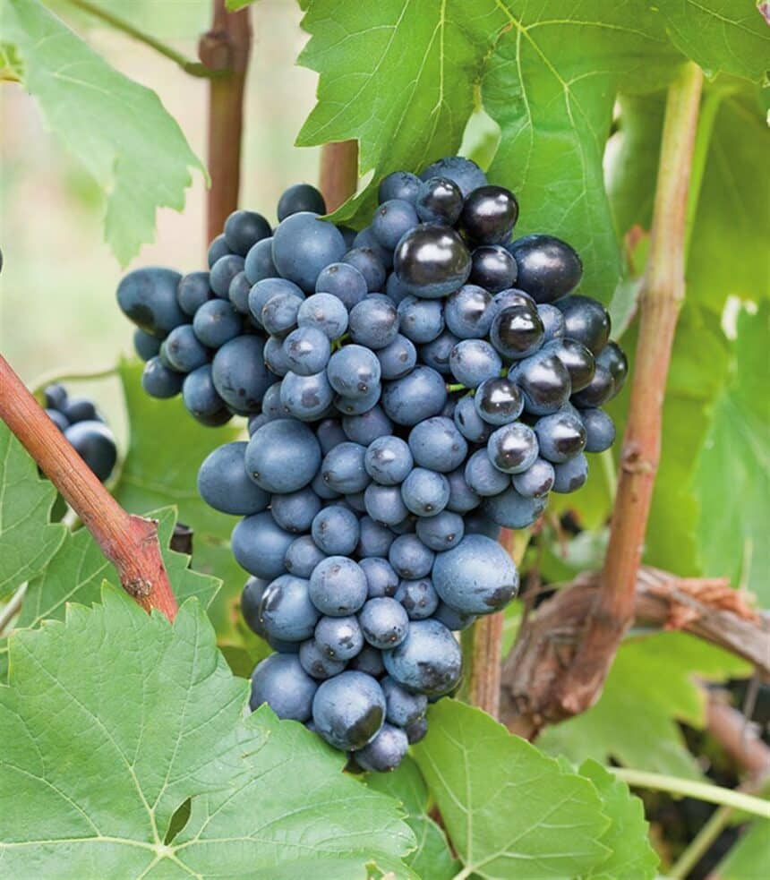 Weinreben kaufen Weintrauben pflanzen/Uhudler