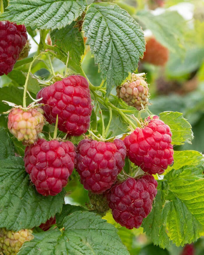 Himbeere 'Aroma Queen' Herbsthimbeere