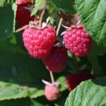 Himbeere 'Abundance' rot Stachellos