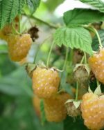 Himbeere 'Abundance' gelb Stachellos