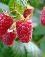 Himbeere 'Himbo Top'