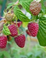 Himbeere 'Malling Promise'