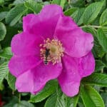 Wildrose Apfel-Rose rosa