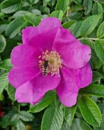 Wildrose Apfel-Rose rosa
