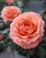 Beetrose 'Coral Lions-Rose'