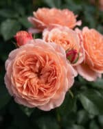 Beetrose 'Coral Lions-Rose' – Bild 2