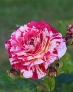 Beetrose 'Abracadabra'