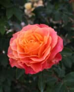 Edelrose 'Better Times'