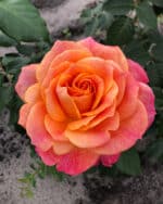 Edelrose 'Better Times' – Bild 2