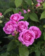 Edelrose 'Carmen Würth' – Bild 3