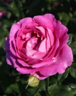 Edelrose 'Carmen Würth' – Bild 2