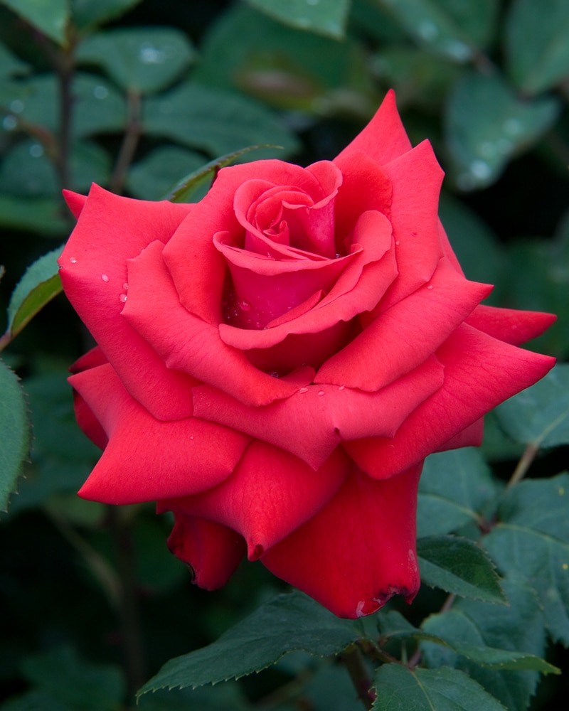 Edelrose-Grande-Amore-1 Edelrose 'Grande Amore' – Bild 1