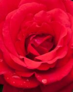 Edelrose 'Grande Amore' – Bild 3