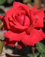 Edelrose 'Grande Amore' – Bild 2