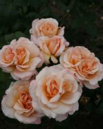 Edelrose 'Oh Happy Day' – Bild 3