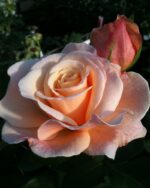 Edelrose 'Oh Happy Day'