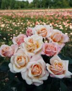 Edelrose 'Oh Happy Day' – Bild 2