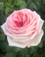 Edelrose 'Meine Rose'