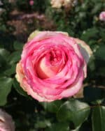 Edelrose 'Meine Rose' – Bild 3