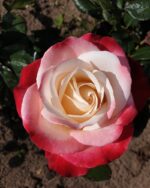 Edelrose 'Nostalgie'