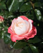 Edelrose 'Nostalgie' – Bild 2