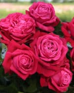 Edelrose 'Ruby Kiss' – Bild 2