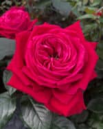 Edelrose 'Ruby Kiss'