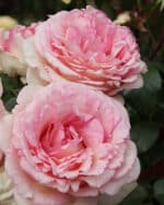 Edelrose Souvenir® de Baden-Baden – Bild 2