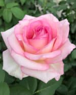 Edelrose Souvenir® de Baden-Baden