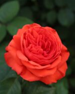 Edelrose 'Vulcano'