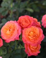 Edelrose 'Vulcano' – Bild 3