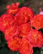 Edelrose 'Vulcano' – Bild 2