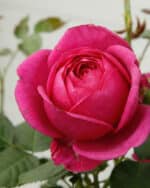 Beetrose 'Für Elise' – Bild 2