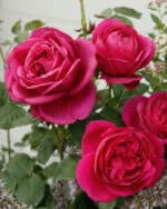 Beetrose 'Für Elise' – Bild 3