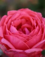 Beetrose 'Gartenpr. Marie José' – Bild 2