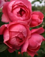 Beetrose 'Gartenpr. Marie José' – Bild 3