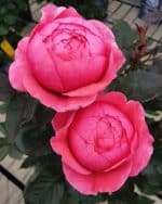 Beetrose 'Gartenpr. Marie José'